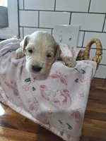 Girl goldendoodle, a female Goldendoodle for sale in Louisa, VA – 2 of 3