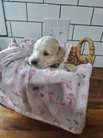 Girl goldendoodle, a female Goldendoodle for sale in Louisa, VA – 3 of 3