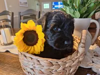 Onyx, goldendoodle , a female Goldendoodle for sale in Louisa, VA – 2 of 10