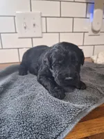 Boy goldendoodle , a female Goldendoodle for sale in Louisa, VA – 6 of 6