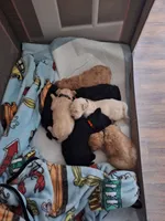 Boy goldendoodle , a female Goldendoodle for sale in Louisa, VA – 5 of 6