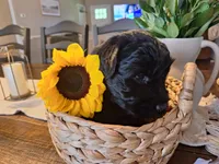 Onyx, goldendoodle , a female Goldendoodle for sale in Louisa, VA – 4 of 10
