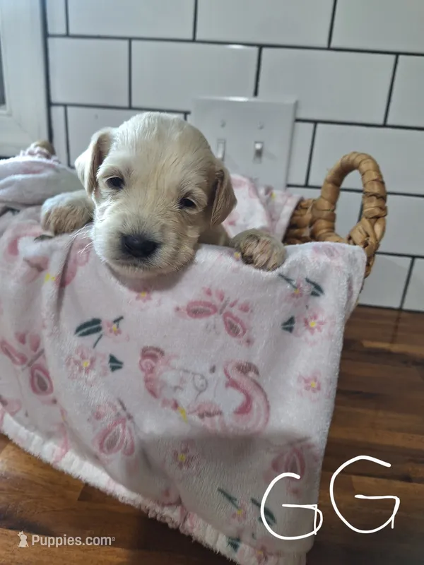 Girl goldendoodle – Goldendoodle puppy for sale in Louisa, VA