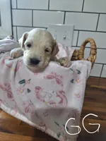 Girl goldendoodle, a female Goldendoodle for sale in Louisa, VA – 1 of 3
