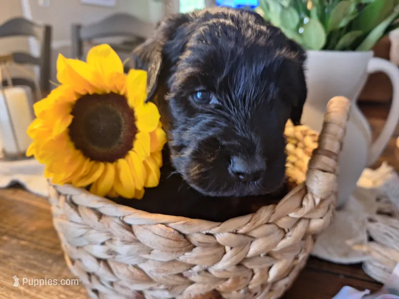 Onyx, goldendoodle  – Goldendoodle puppy for sale in Louisa, VA