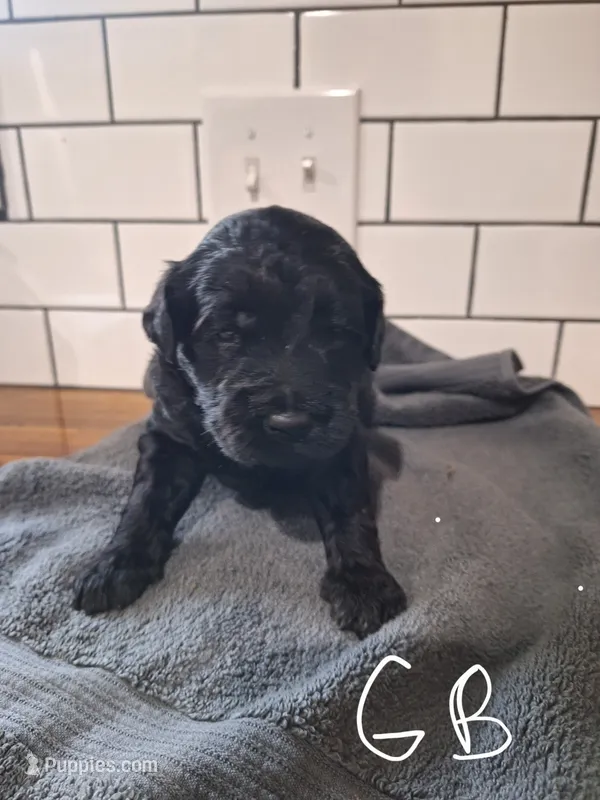 Boy goldendoodle  – Goldendoodle puppy for sale in Louisa, VA
