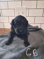 Boy goldendoodle , a female Goldendoodle for sale in Louisa, VA – 1 of 6