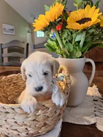 Daisy, goldendoodle , a female Goldendoodle for sale in Louisa, VA – 2 of 8