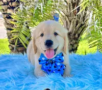 Kiko, a male Golden Retriever for sale in Cape Coral, FL – Photo 5 of 5
