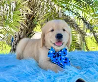 Kiko, a male Golden Retriever for sale in Cape Coral, FL – Photo 2 of 5