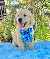 Kiko, a male Golden Retriever for sale in Cape Coral, FL – Photo 3 of 5