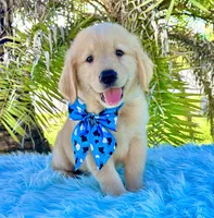 Kiko, a male Golden Retriever for sale in Cape Coral, FL – Photo 1 of 5