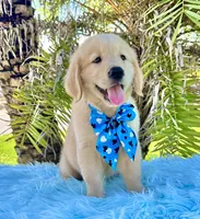 Kiko, a male Golden Retriever for sale in Cape Coral, FL – Photo 4 of 5