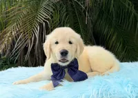 Kiko, a male Golden Retriever for sale in Cape Coral, FL – 3 of 7