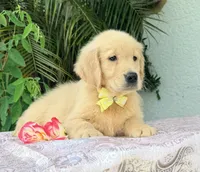 Mía, a female Golden Retriever for sale in Cape Coral, FL – 6 of 8