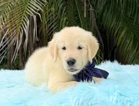 Kiko, a male Golden Retriever for sale in Cape Coral, FL – 4 of 7