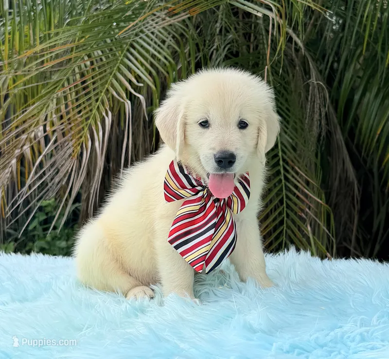 John – Golden Retriever puppy for sale in Cape Coral, FL