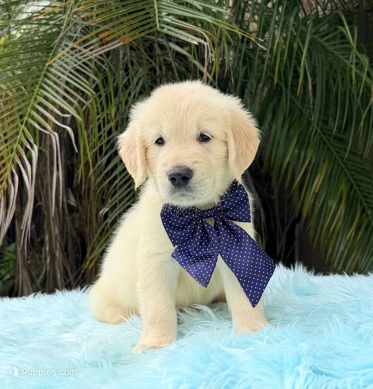 Kiko – Golden Retriever puppy for sale in Cape Coral, FL