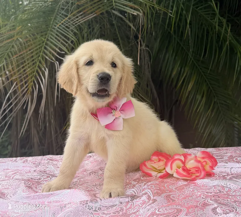 Mía – Golden Retriever puppy for sale in Cape Coral, FL