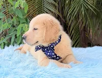 John, a male Golden Retriever for sale in Cape Coral, FL – 5 of 7