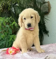 Bella , a female Golden Retriever for sale in Cape Coral, FL – 8 of 8