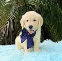 Kiko, a male Golden Retriever for sale in Cape Coral, FL – 6 of 7