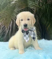 John, a male Golden Retriever for sale in Cape Coral, FL – 2 of 5