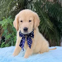 John, a male Golden Retriever for sale in Cape Coral, FL – 6 of 7