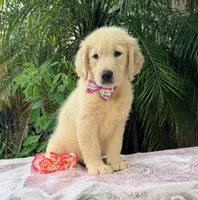 Bella , a female Golden Retriever for sale in Cape Coral, FL – 4 of 8