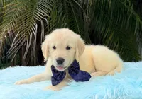 Kiko, a male Golden Retriever for sale in Cape Coral, FL – 7 of 7
