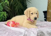 Bella , a female Golden Retriever for sale in Cape Coral, FL – 2 of 8