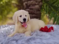 Linda, a female Golden Retriever for sale in Cape Coral, FL – Photo 3 of 3