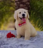 Linda, a female Golden Retriever for sale in Cape Coral, FL – Photo 1 of 3