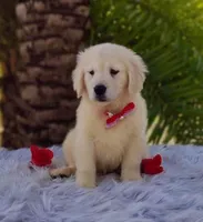 Linda, a female Golden Retriever for sale in Cape Coral, FL – Photo 2 of 3