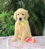Mía, a female Golden Retriever for sale in Cape Coral, FL – 5 of 8