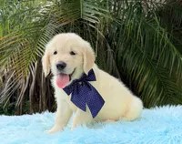 Kiko, a male Golden Retriever for sale in Cape Coral, FL – 2 of 7