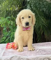 Bella , a female Golden Retriever for sale in Cape Coral, FL – 6 of 8