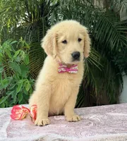 Bella , a female Golden Retriever for sale in Cape Coral, FL – 7 of 8