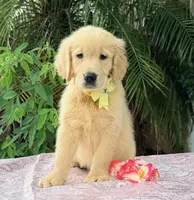 Mía, a female Golden Retriever for sale in Cape Coral, FL – 4 of 8