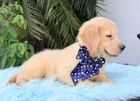 John, a male Golden Retriever for sale in Cape Coral, FL – 7 of 7