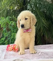 Bella , a female Golden Retriever for sale in Cape Coral, FL – 5 of 8