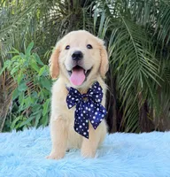 John, a male Golden Retriever for sale in Cape Coral, FL – 4 of 7