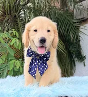 John, a male Golden Retriever for sale in Cape Coral, FL – 3 of 7