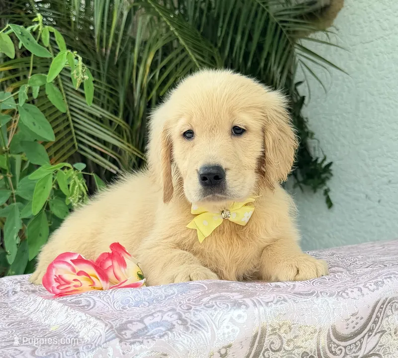Mía – Golden Retriever puppy for sale in Cape Coral, FL
