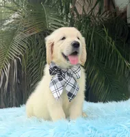 John, a male Golden Retriever for sale in Cape Coral, FL – 3 of 5