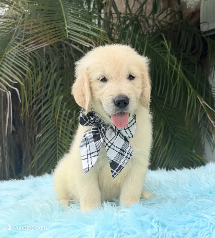 John – Golden Retriever puppy for sale in Cape Coral, FL