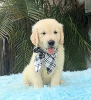 John, a male Golden Retriever for sale in Cape Coral, FL – 1 of 5
