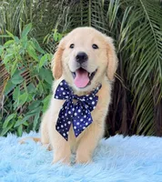 John, a male Golden Retriever for sale in Cape Coral, FL – 2 of 7