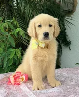 Mía, a female Golden Retriever for sale in Cape Coral, FL – 2 of 8