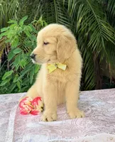 Mía, a female Golden Retriever for sale in Cape Coral, FL – 8 of 8